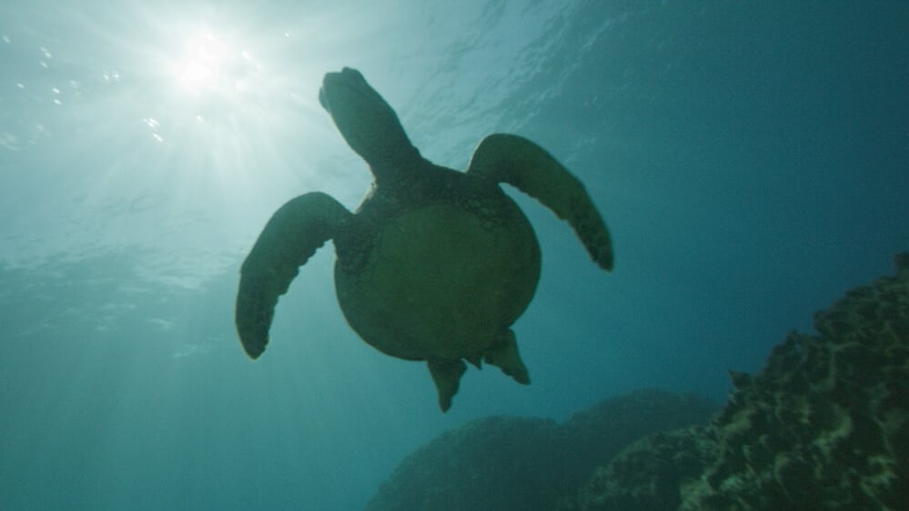 Underwater cinematography of a sea turtle silhouetted against sunlight filtering through the waters from season one of 